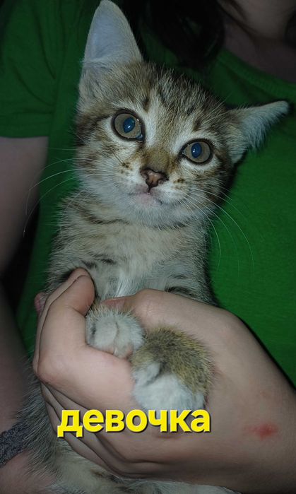 Отдам котят. 2 месяца