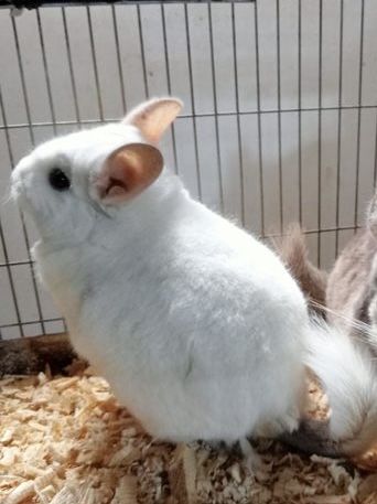 Pui chinchilla alba