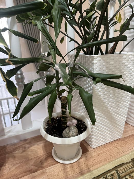 Комнатные растения