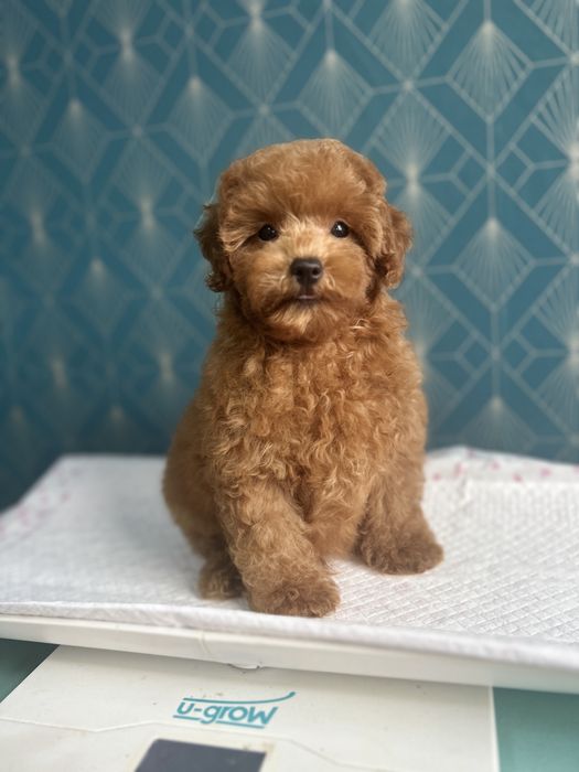 Poodle Toy  ,Caniche rasa pura,Pedigree FCi