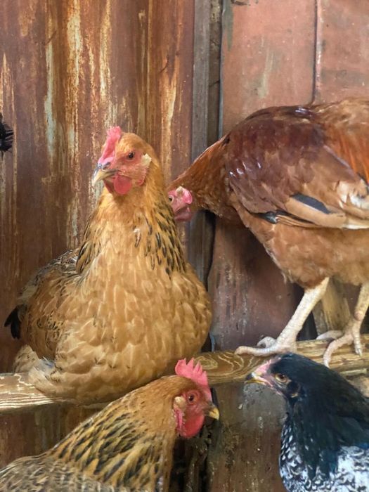 Куры кучинская юбилейная