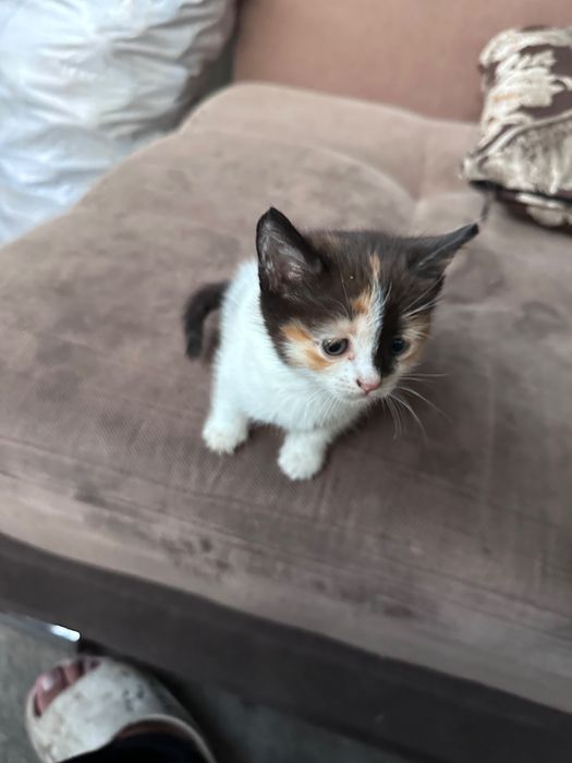 Котята 1-2 месяца