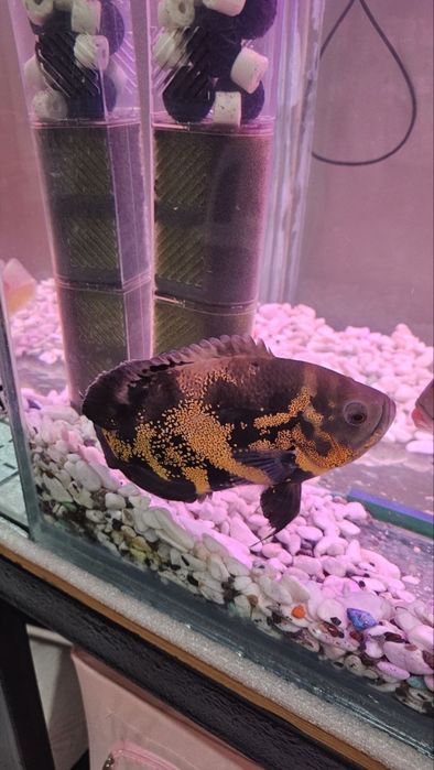 Akvarium sotiladi Baliqlari bilan