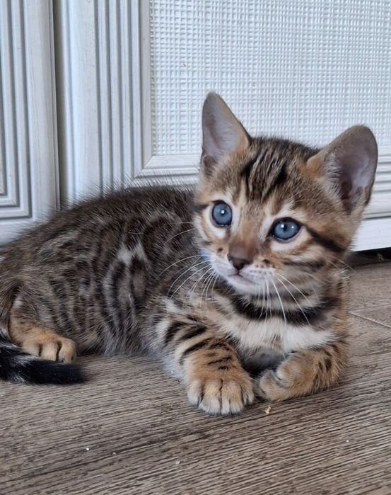 Бенгальские котята – Премиум класс