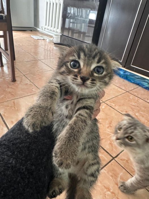 Отдам Котят  Девочки