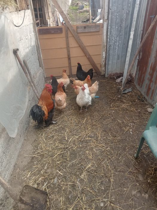 Vând găini și rațe șapte găini și un cocoș și cinci rațe și doi rățoi