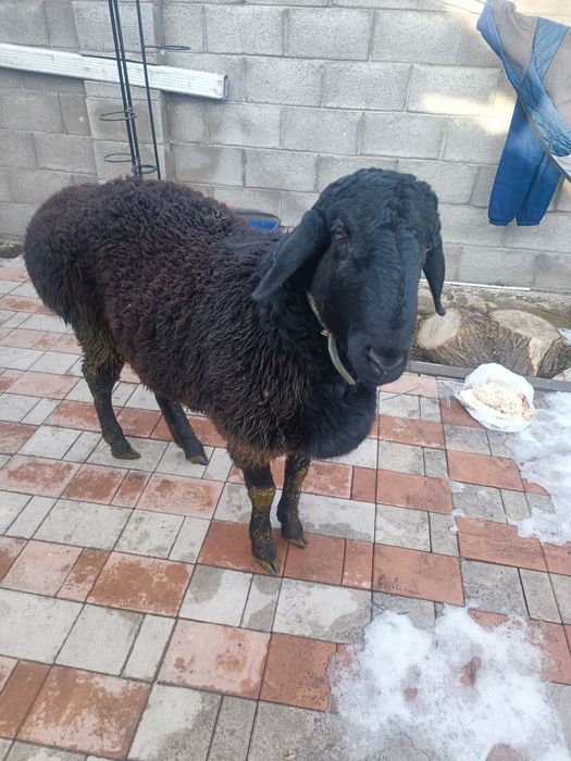 Продам кошкар гисар на племя