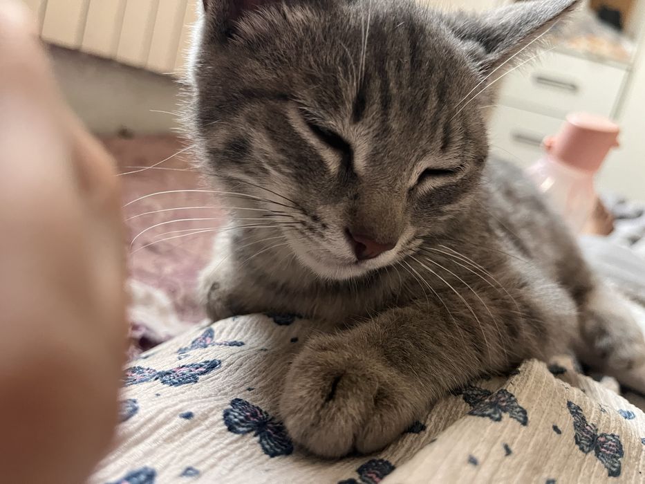 Котик кот бесплатно