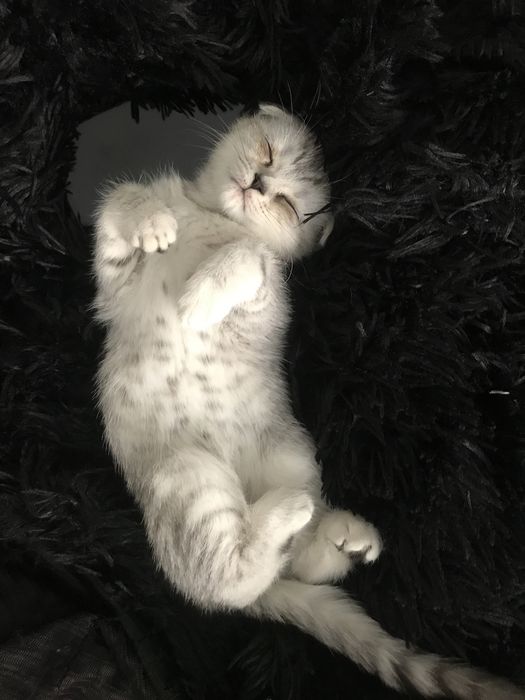 Мысык сатылады