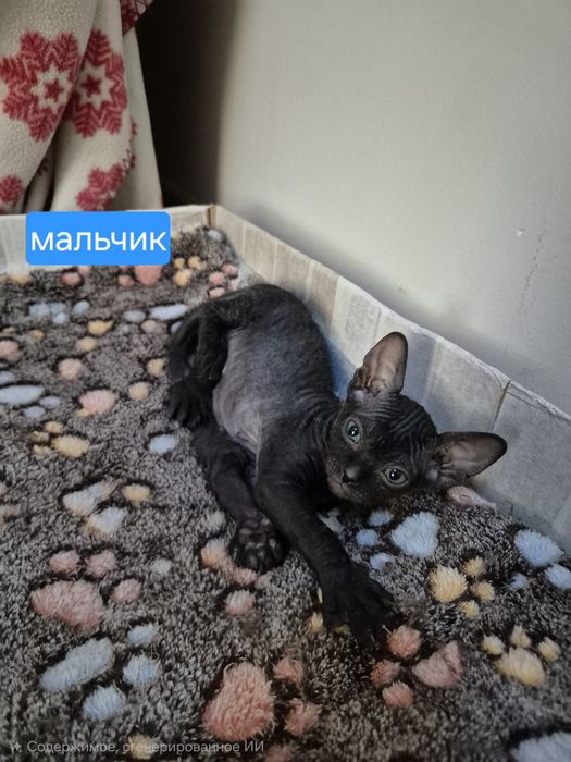 Котята донского сфинкса