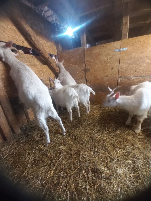 Ieduțe saanen și metis saanen din aprilie 2024, din mame cu mult lapte