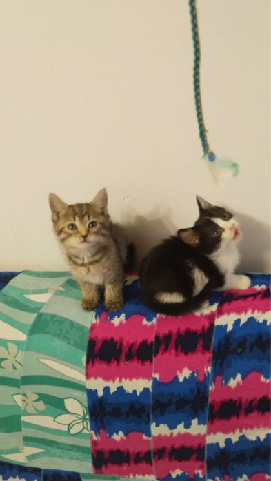 Котята в добрые руки девочки