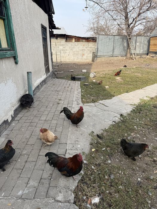 Куры карликовые, петух