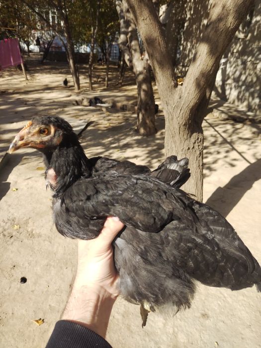 Joja tovuq tovuqlar товуклар, jojalar, жожа, жожалар