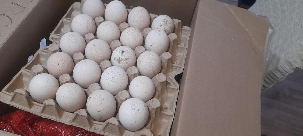 Түиетауық жұмыртқасы  бронза 708