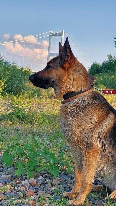 Щенок немецкой овчарки