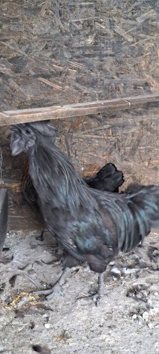 Ayam cemani  disponibili