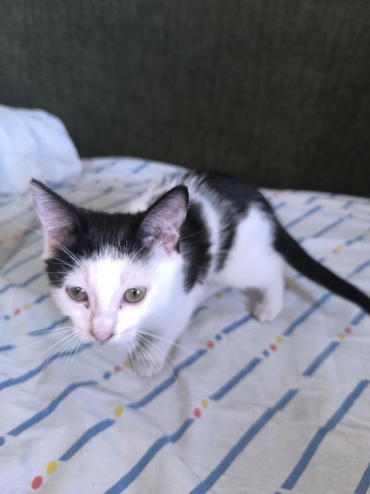 Ласковый котенок