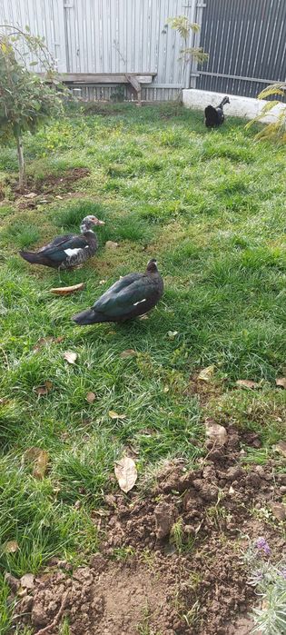 Rațe leșești crescute bio