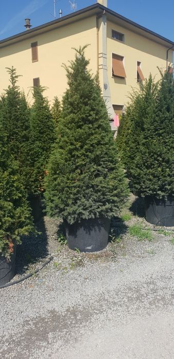 Vindem brazii argintii și verzi calitate extra