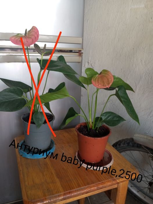 Продам или обменяю