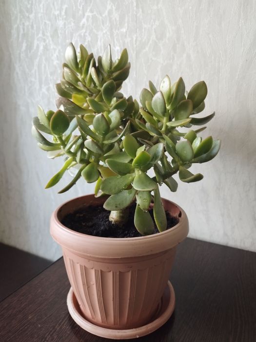 Денежное дерево цветущее