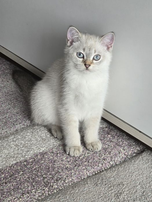Британски котенца