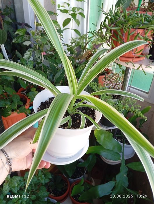 Продам растения для дома