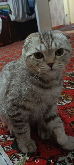 срочно прадаётся котонок.6 месяцев. очен ласковый и умный кот мальчик