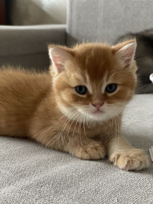 Продается котенок шиншилла