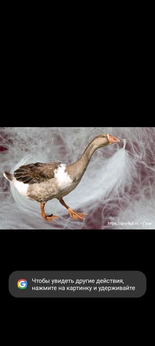 Подушки из гусиного пуха и пера