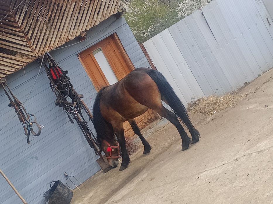 Manzl de vanzare