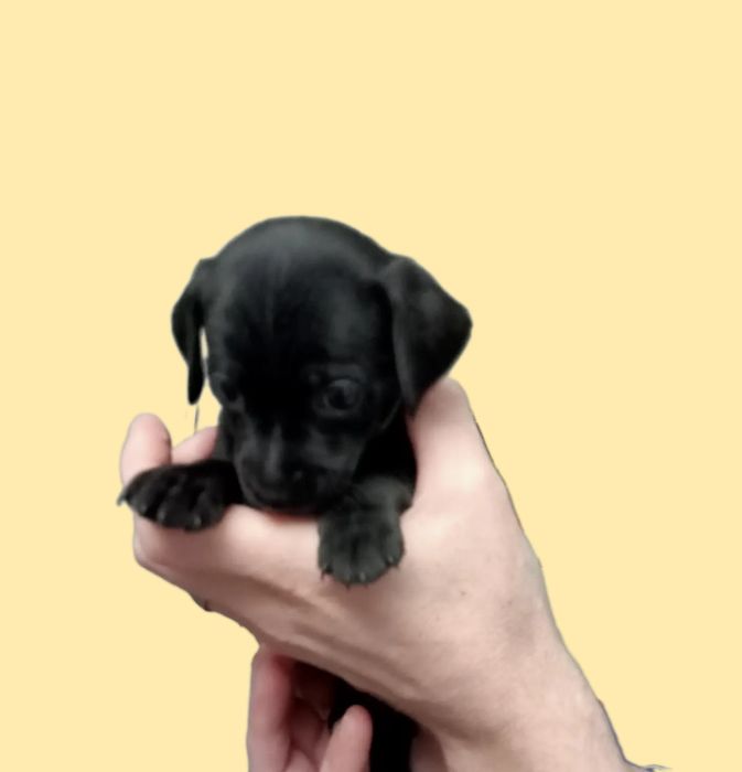 Продам щенка той-терьера