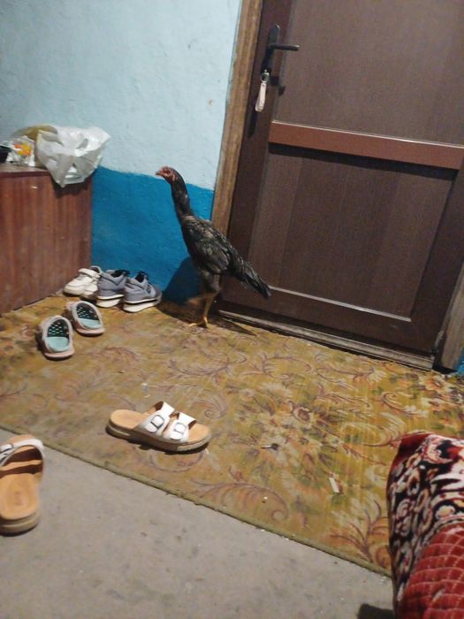 Дакан джужа хороших кровей