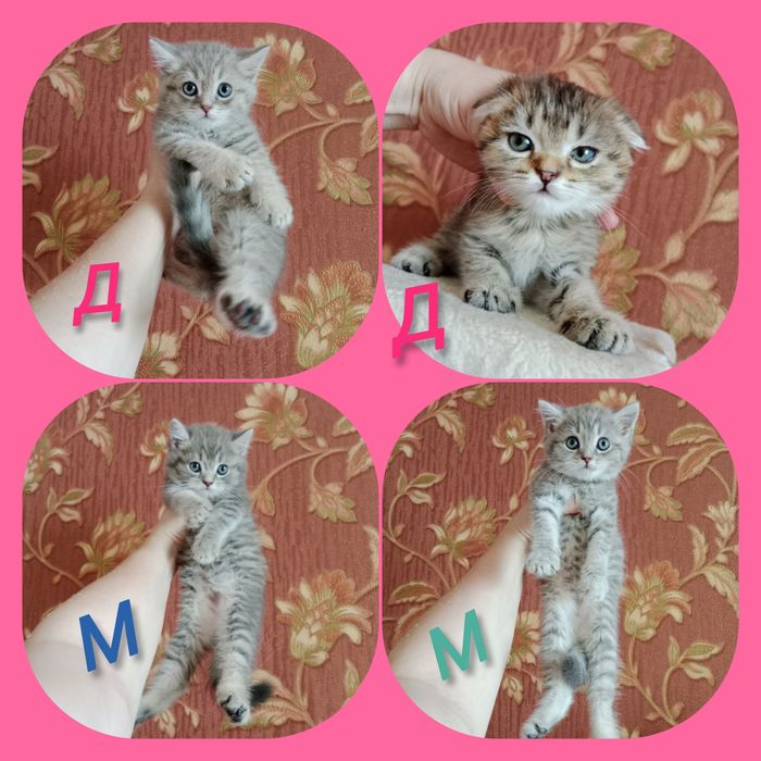 Роскошные котята от суперского кота  и шикарной кошки