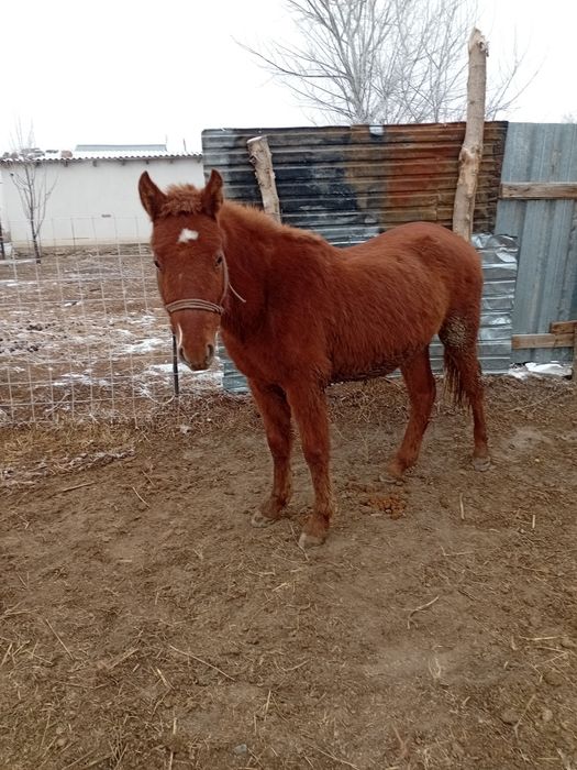 1.5 жасар таи сатылат