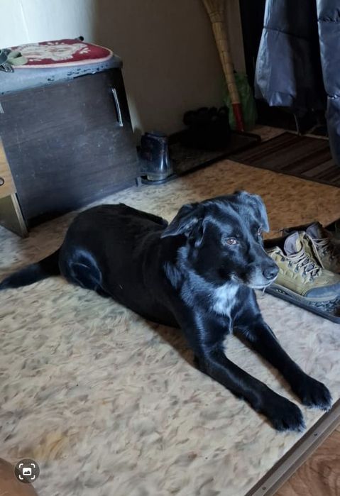 Вязка, мальчик 5 лет, бесплатно