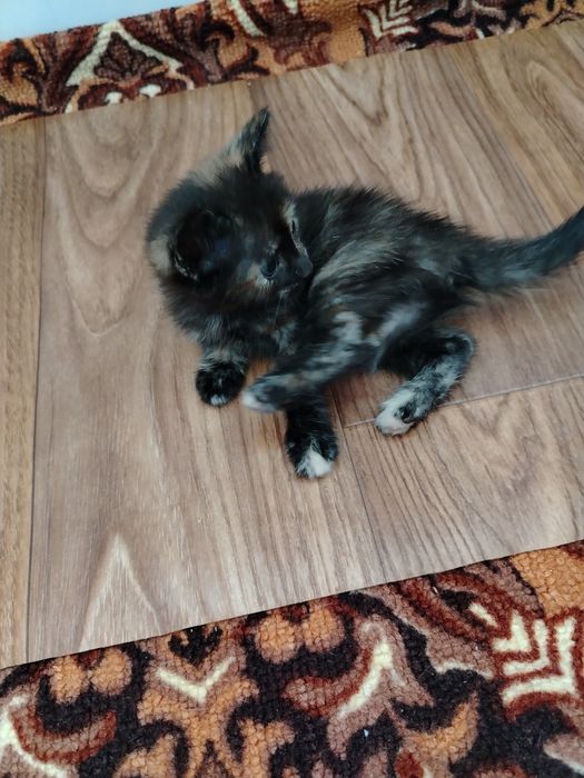 Отдам котят в хорошие руки.