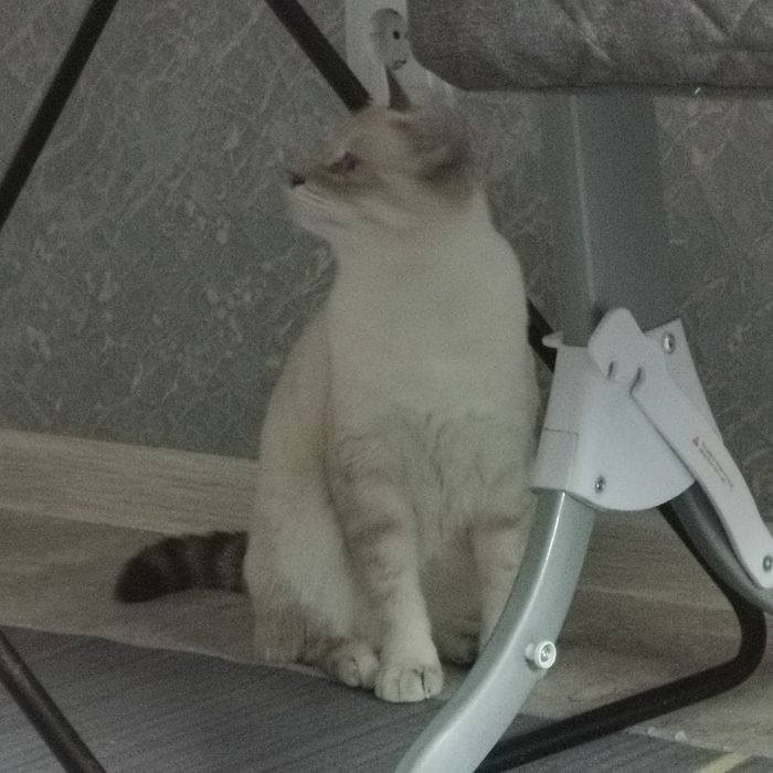 Отдам  даром Бесплатно