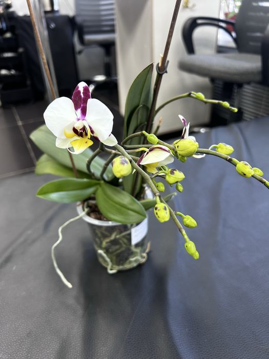 Продам комнатные цветы