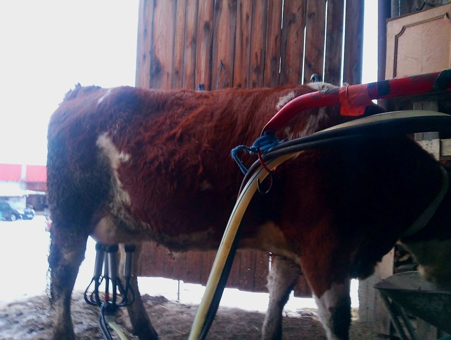 Jurinca baltata românească cu vițel