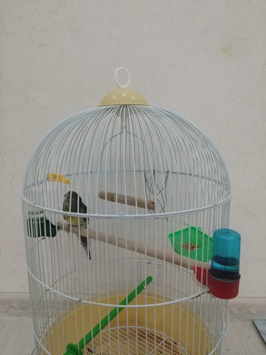 Попугай девочкаа