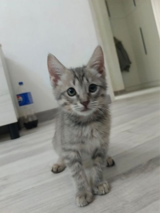 Отдам срочно котика