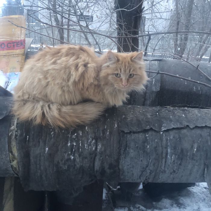 Животные . Кошки.