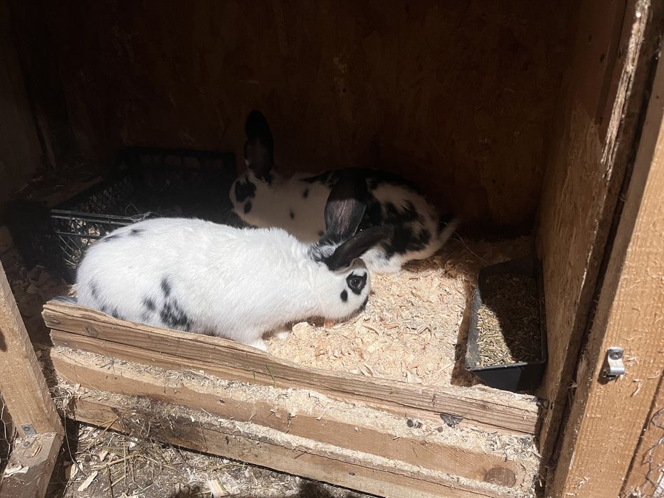 Iepuri metis fluture german