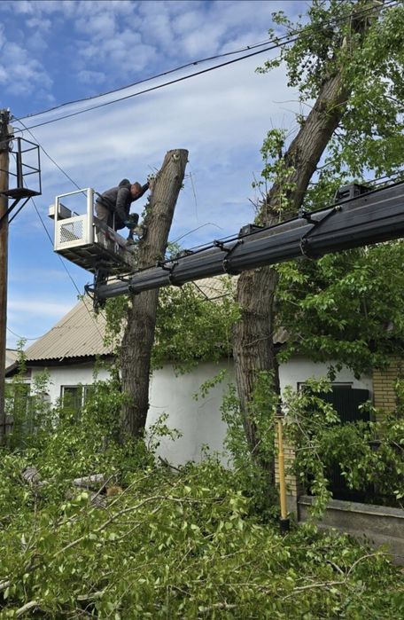 Спил деревьев Спил дерева