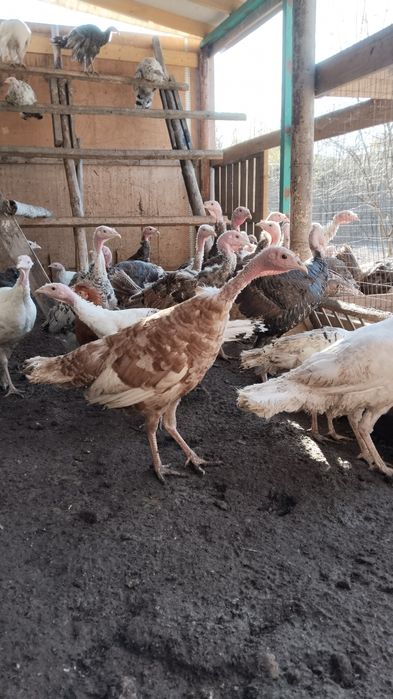Продам домашних индюшат в Астане.
