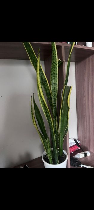 Цветок Тещин язык