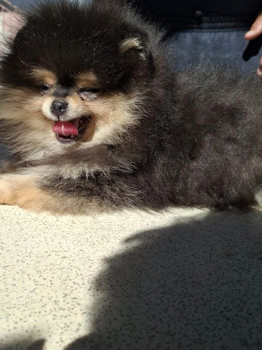 Померан момченце