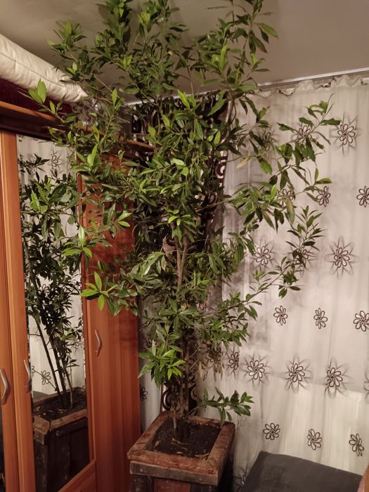 Vând dafin înălțime 3-4 metri 12 ani ghiveci de lemn de stejar masiv